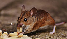 24 Hour & Emergency Exterminators in Varina, IA
